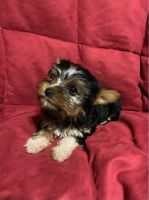 YorkiePoo Puppies for sale in South Pittsburg, TN 37380, USA. price: NA