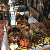 YorkiePoo Puppies for sale in Denver, Irvine, CA 92604, USA. price: NA