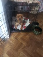 YorkiePoo Puppies for sale in Edcouch, TX 78538, USA. price: NA