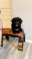 YorkiePoo Puppies for sale in Elkhart, IN 46516, USA. price: NA