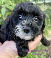 YorkiePoo Puppies for sale in Georgetown, TX, USA. price: NA