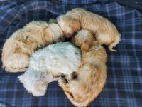 YorkiePoo Puppies for sale in Modesto, CA, USA. price: NA