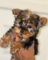 YorkiePoo Puppies for sale in California City, CA, USA. price: NA