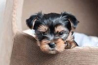 YorkiePoo Puppies for sale in St Charles, MO, USA. price: NA