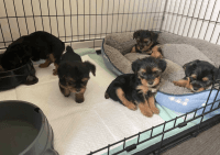 YorkiePoo Puppies for sale in 2923 Newtons Crest Cir, Snellville, GA 30078, USA. price: NA