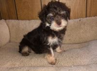 YorkiePoo Puppies for sale in Norlina, NC 27563, USA. price: NA