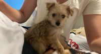 YorkiePoo Puppies for sale in Riverview, FL, USA. price: NA