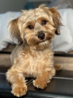 YorkiePoo Puppies for sale in Stratford, CT, USA. price: NA
