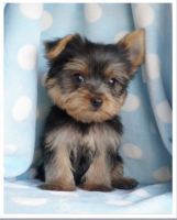 YorkiePoo Puppies for sale in Los Angeles, CA, USA. price: NA