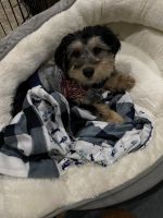 YorkiePoo Puppies for sale in Shelby, MI 49455, USA. price: NA