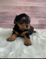 YorkiePoo Puppies for sale in New Castle, IN 47362, USA. price: NA