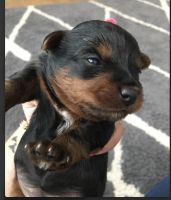 YorkiePoo Puppies for sale in Tappahannock, VA 22560, USA. price: NA