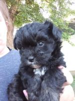 YorkiePoo Puppies for sale in KY-555, Kentucky, USA. price: NA
