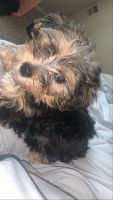 YorkiePoo Puppies for sale in Taylor, MI 48180, USA. price: NA