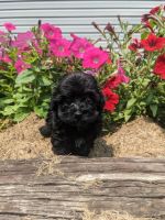 YorkiePoo Puppies for sale in Coshocton, OH 43812, USA. price: NA