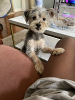 YorkiePoo Puppies for sale in New York, NY, USA. price: NA