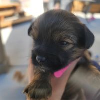 YorkiePoo Puppies for sale in Eagle Mountain, UT, USA. price: NA