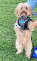 YorkiePoo Puppies for sale in Calabasas, CA, USA. price: NA