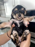 YorkiePoo Puppies for sale in San Clemente, CA, USA. price: NA