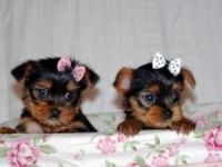 Yorkillon Puppies Photos