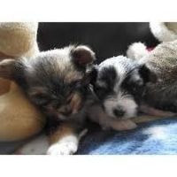 Yorkillon Puppies for sale in Atlanta, GA, USA. price: NA