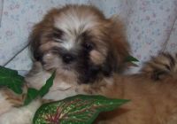 Yorkillon Puppies for sale in New York, NY 10002, USA. price: NA