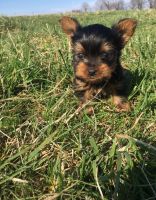 Yorkillon Puppies for sale in Reading, PA 19605, USA. price: NA