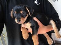 Yorkillon Puppies for sale in 3800 S Decatur Blvd, Las Vegas, NV 89103, USA. price: NA