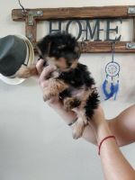 Yorkshire Terrier Puppies for sale in Hempstead, TX 77445, USA. price: NA