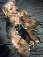 Yorkshire Terrier Puppies for sale in Winnetka, CA 91306, USA. price: NA