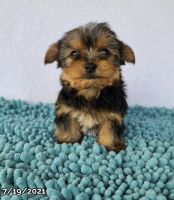 Yorkshire Terrier Puppies for sale in Dracut, MA 01826, USA. price: NA