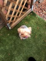 Yorkshire Terrier Puppies for sale in Antioch, CA, USA. price: NA