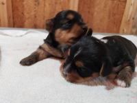 Yorkshire Terrier Puppies for sale in Fort Washington, MD 20744, USA. price: NA