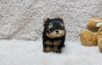 Yorkshire Terrier Puppies for sale in Long Beach, CA, USA. price: NA