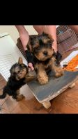 Yorkshire Terrier Puppies for sale in Borger, TX 79007, USA. price: NA