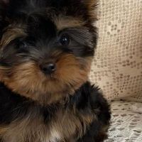 Yorkshire Terrier Puppies for sale in 7182 Wellington Ct, Hudson, OH 44236, USA. price: NA