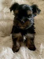 Yorkshire Terrier Puppies for sale in Sanford, NC, USA. price: NA