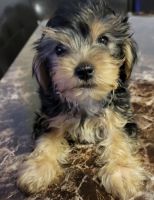 Yorkshire Terrier Puppies for sale in York, PA, USA. price: NA