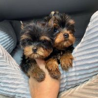 Yorkshire Terrier Puppies for sale in CA-1, Long Beach, CA, USA. price: NA
