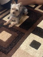 Yorkshire Terrier Puppies for sale in Roy, UT 84067, USA. price: NA