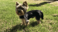 Yorkshire Terrier Puppies for sale in SeaTac, WA, USA. price: NA