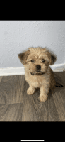 Yorkshire Terrier Puppies for sale in Arlington, TX 76014, USA. price: NA