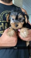 Yorkshire Terrier Puppies for sale in De Graff, OH 43318, USA. price: NA