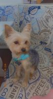 Yorkshire Terrier Puppies for sale in Arcadia, CA, USA. price: NA