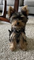 Yorkshire Terrier Puppies for sale in Plano, TX, USA. price: NA