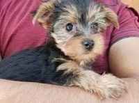 Yorkshire Terrier Puppies for sale in Ontario, NY 14519, USA. price: NA