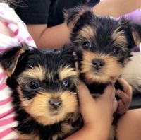 Yorkshire Terrier Puppies for sale in Ontario, NY 14519, USA. price: NA