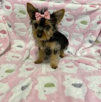 Yorkshire Terrier Puppies for sale in Cabazon, CA 92230, USA. price: NA