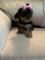 Yorkshire Terrier Puppies for sale in Allegan, MI 49010, USA. price: NA
