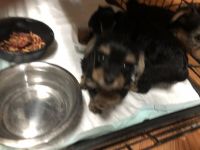 Yorkshire Terrier Puppies for sale in Dayton, TX 77535, USA. price: NA